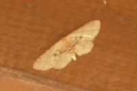 Idaea laevigata