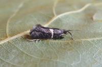 Eidophasia messingiella