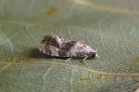 Phalonidia manniana