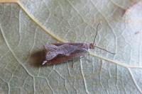 Ancylis diminutana