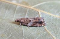Epinotia abbreviana