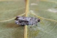 Epinotia signatana