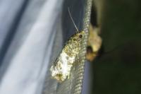 Notocelia trimaculana