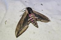 Sphinx ligustri