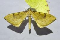 Gandaritis pyraliata