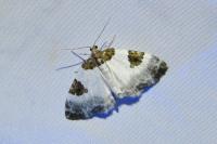 Plemyria rubiginata