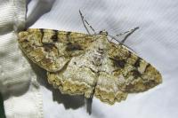 Alcis repandata