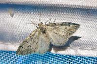 Tephronia sepiaria