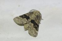 Gluphisia crenata