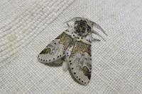 Furcula furcula