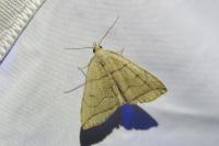 Herminia grisealis