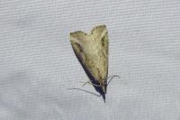 Schrankia costaestrigalis