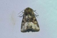 Oligia strigilis