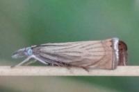 Chrysoteuchia culmella