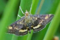 Pyrausta aurata