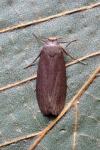 Achroia grisella