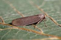 Achroia grisella