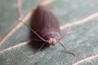 Achroia grisella