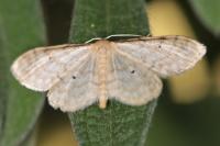 Idaea fuscovenosa