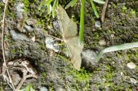 Idaea fuscovenosa