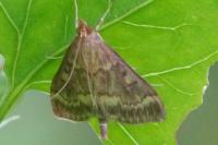 Ostrinia nubilalis/scapulalis