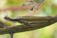 Pleurota aristella