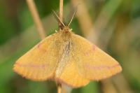 Lythria purpuraria