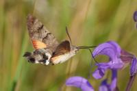 Macroglossum stellatarum