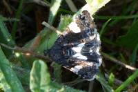 Tyta luctuosa
