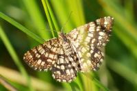 Chiasmia clathrata