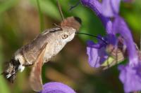 Macroglossum stellatarum