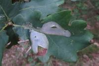 Acrocercops brongniardella