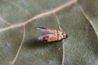 Schiffermuelleria schaefferella