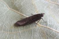 Neofaculta ericetella