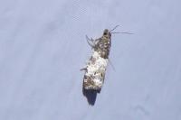 Notocelia trimaculana