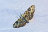 Eupithecia pulchellata