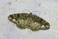 Parectropis similaria