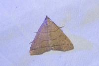 Herminia tarsipennalis