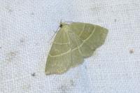 Trisateles emortualis