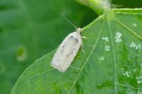 Agonopterix yeatiana
