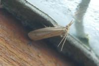 Ematheudes punctella