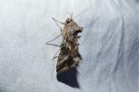 Autographa gamma