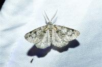 Cleorodes lichenaria