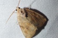 Cosmia trapezina