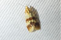 Aethes sanguinana