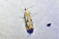 Catoptria pinella