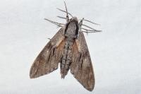 Hyloicus maurorum/pinastri