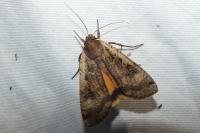 Noctua pronuba