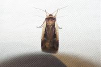 Ochropleura plecta