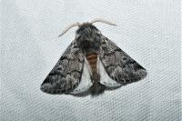 Thaumetopoea pityocampa